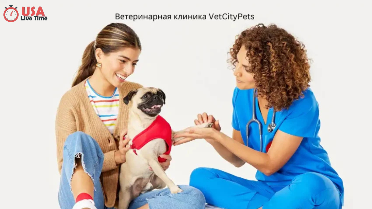 Ветеринарная клиника VetCityPets: профессиональный уход за вашим питомцем